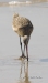 Marbled Godwit 01