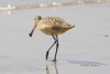 Marbled Godwit 02