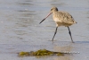 Marbled Godwit 03