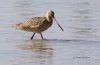 Marbled Godwit 04