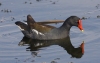 Moorhen 01