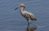 Reddish Egret 01