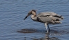 Reddish Egret 02