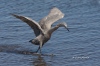 Reddish Egret 03