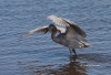 Reddish Egret 04