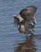 Reddish Egret 05