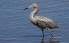 Reddish Egret 06