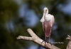 Roseate Spoonbill 02