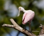 Roseate Spoonbill 03