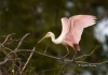 Roseate Spoonbill 04