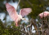 Roseate Spoonbill 05