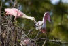 Roseate Spoonbill 06