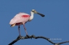 Roseate Spoonbill 07