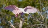 Roseate Spoonbill 08