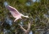 Roseate Spoonbill 09