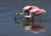 Roseate Spoonbill 10