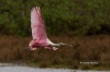 Roseate Spoonbill 11