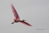 Roseate Spoonbill 12