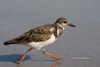 Ruddy Turnstone 01