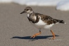 Ruddy Turnstone 02