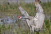 Sandhill Crane 01