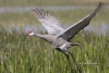 Sandhill Crane 02