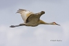 Sandhill Crane 03