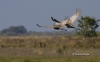 Sandhill Crane 04