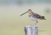 Snipe 01