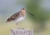 Snipe 02