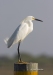 Snowy Egret 01