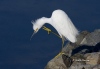 Snowy Egret 02