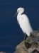 Snowy Egret 03