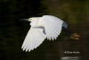 Snowy Egret 04