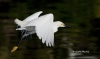 Snowy Egret 05