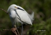 Snowy Egret 06