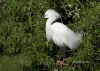 Snowy Egret 07