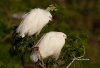 Snowy Egret 08