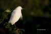 Snowy Egret 09