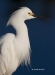 Snowy Egret 10
