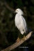 Snowy Egret 11