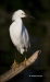 Snowy Egret 12