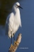 Snowy Egret 13