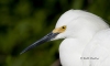 Snowy Egret 14