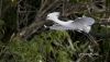Snowy Egret 15