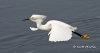 Snowy Egret 16