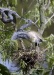 Tricolored Heron 02