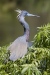 Tricolored Heron 03