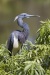 Tricolored Heron 04