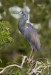 Tricolored Heron 05